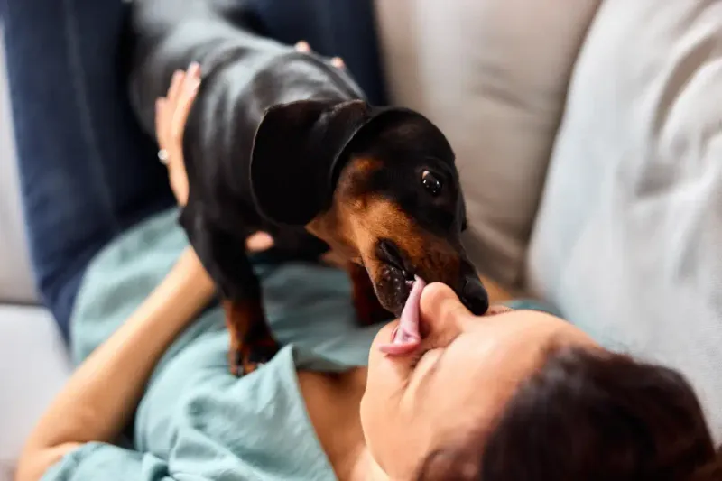 Dachshund