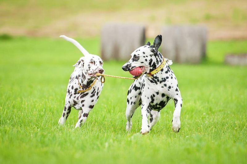 Dalmatian