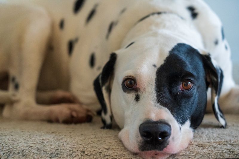 Dalmatian