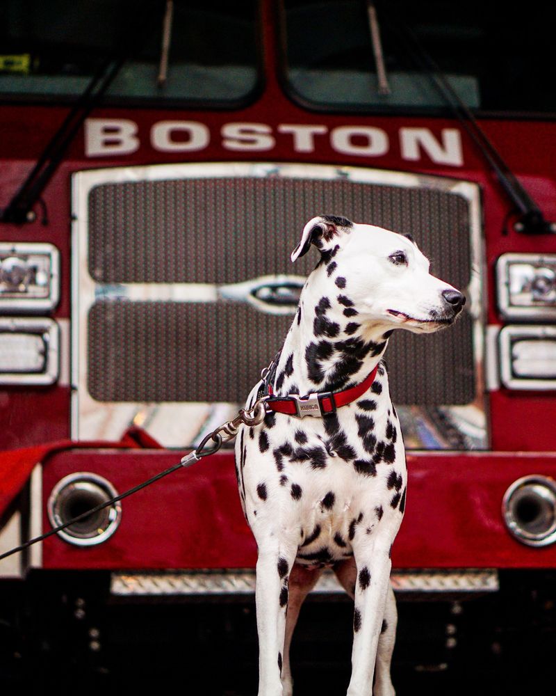 Dalmatian