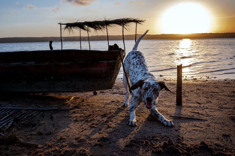 Dalmatian