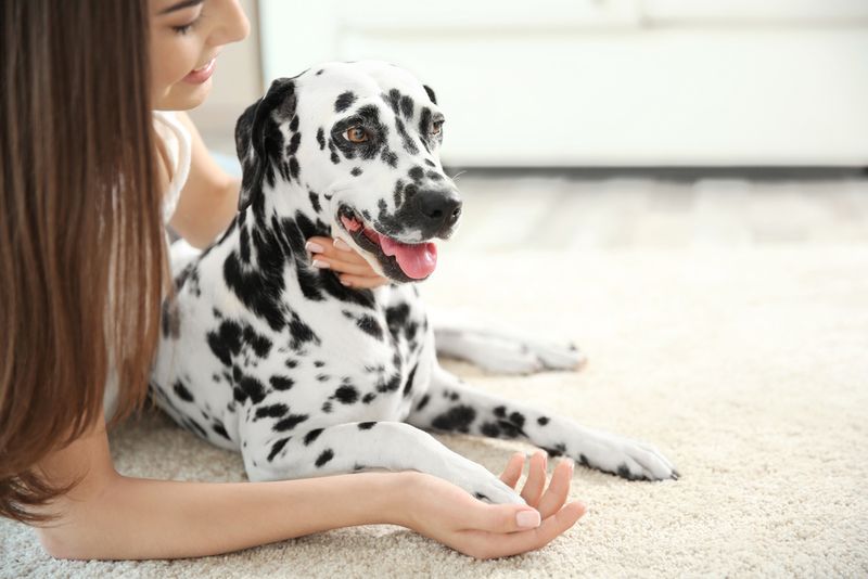 Dalmatian