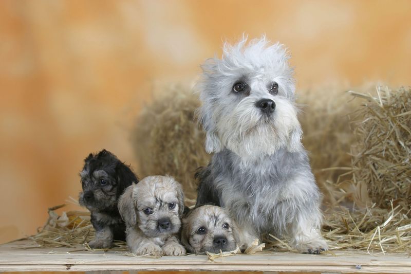 Dandie Dinmont Terrier