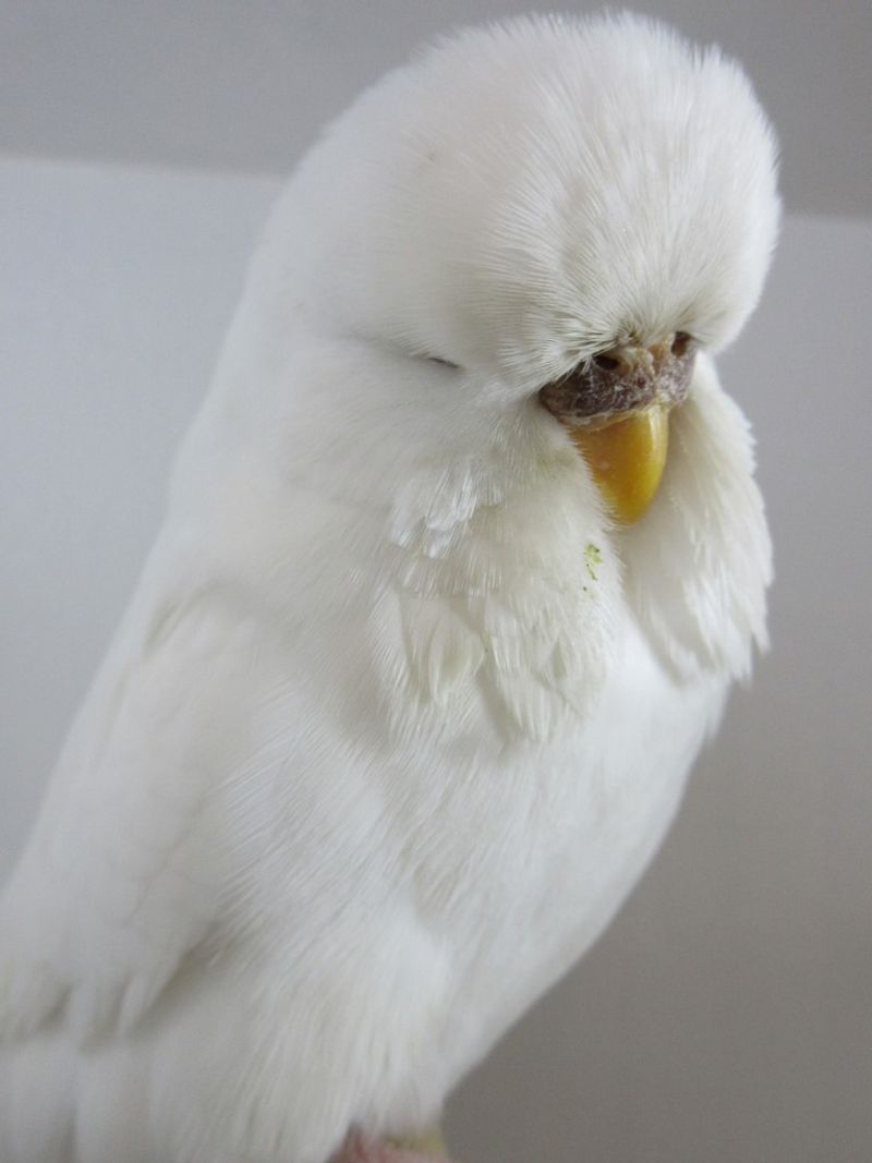 Dark-Eyed Clear Budgerigar