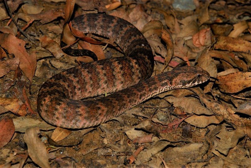 Death Adder's Rapid Strike