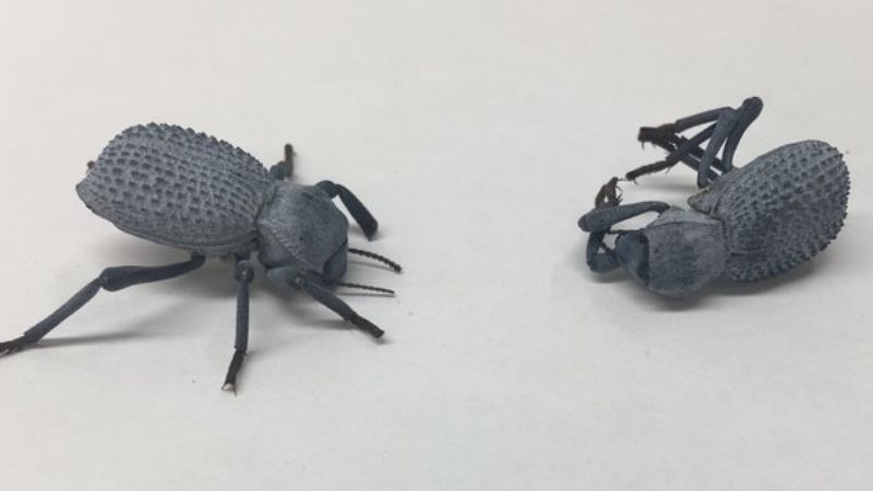 Death Feigning Beetle