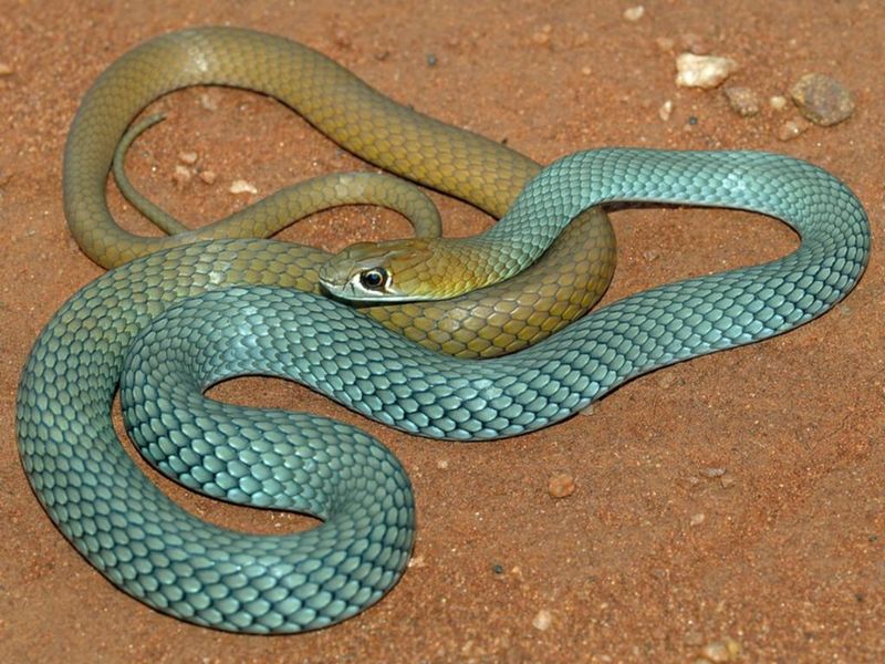 Demansia cyanochasma – Desert Whip Snake