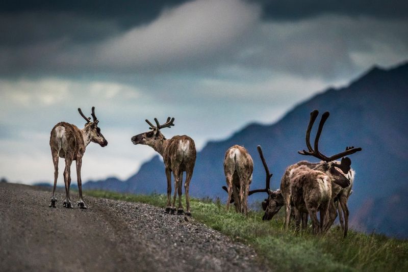 Denali National Park