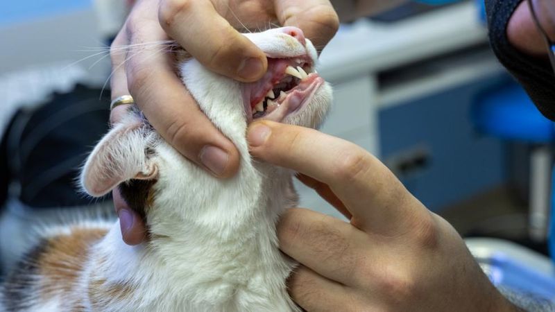 Dental Disease