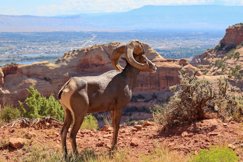 Desert Bighorn Sheep