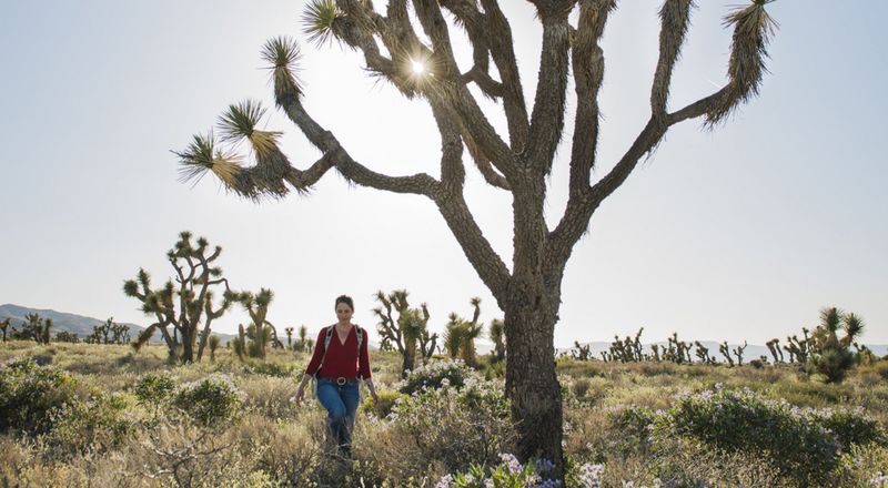 Desert Flora Supporting Wildlife