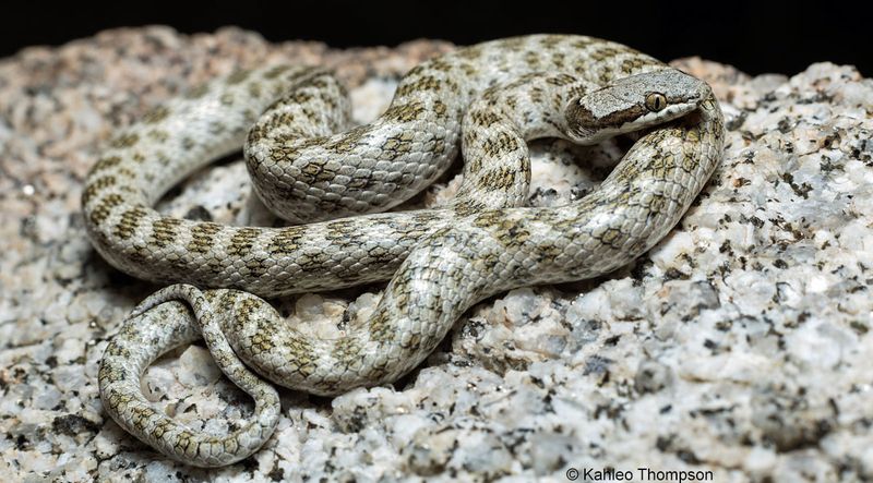 Desert Nightsnake