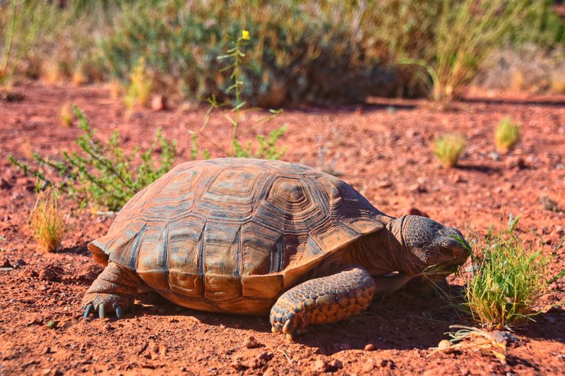 Desert Tortoise