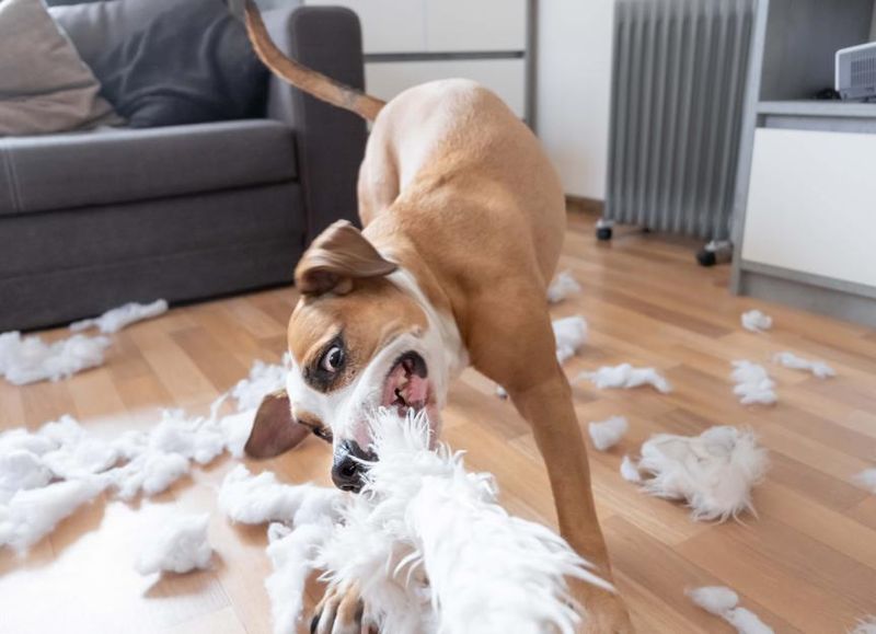 Destructive Chewing