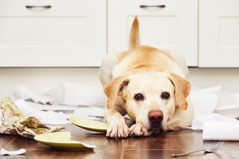Destructive Chewing