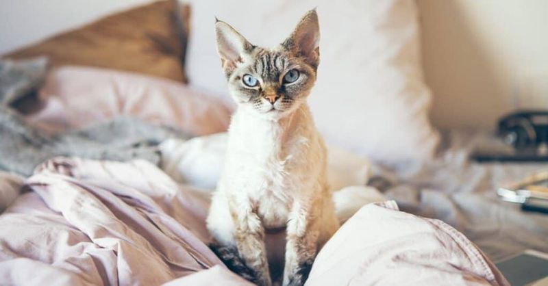Devon Rex