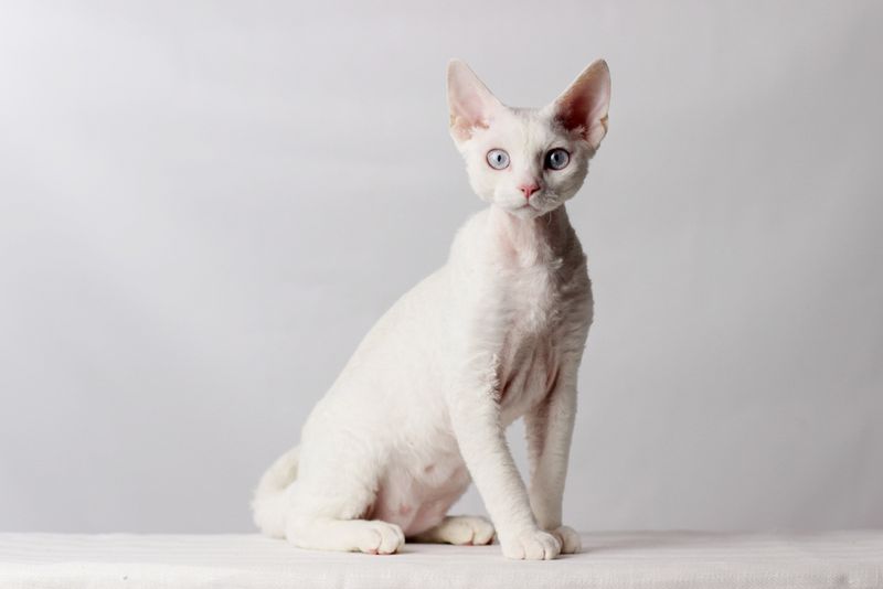 Devon Rex