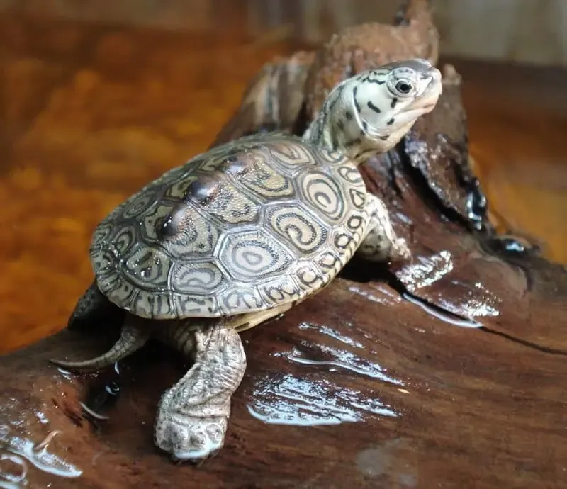 Diamondback Terrapin