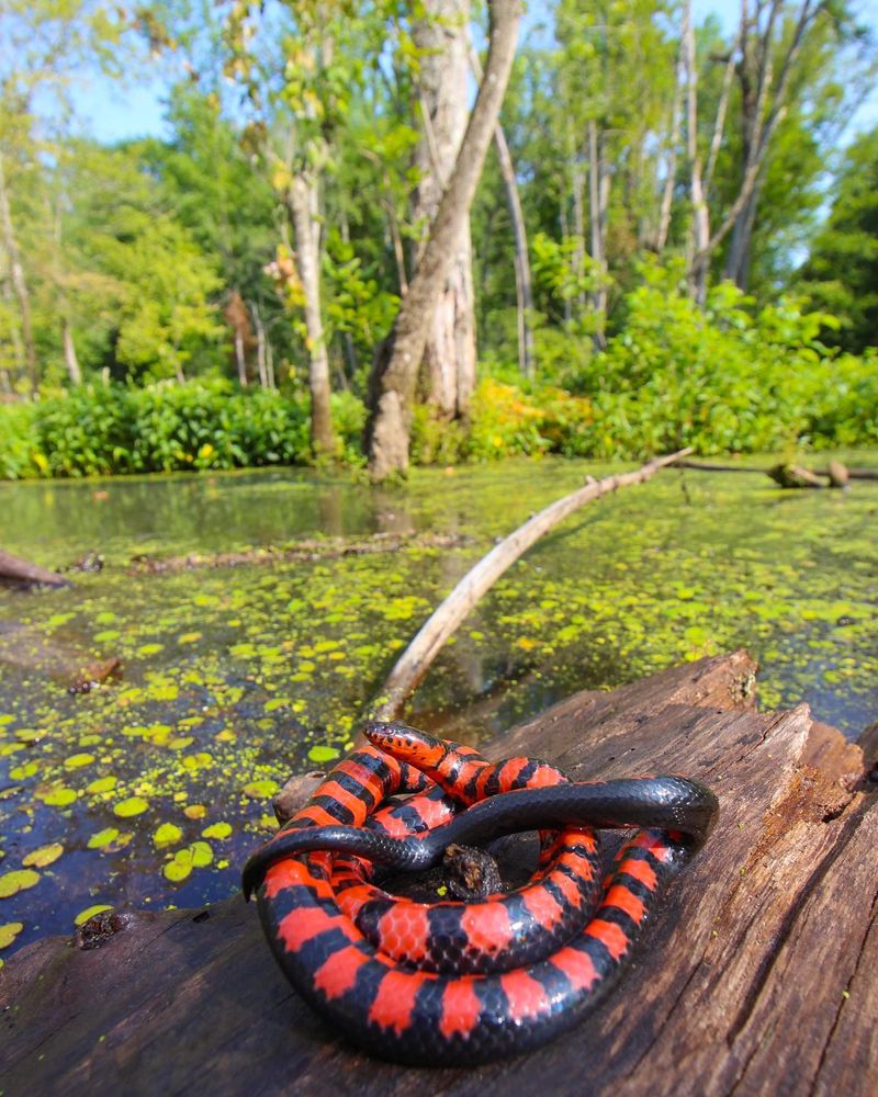 Diamondback Water Snake