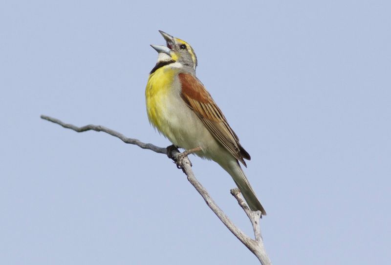 Dickcissel
