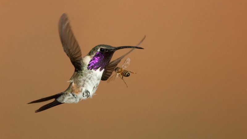 Dietary Flexibility with Insects