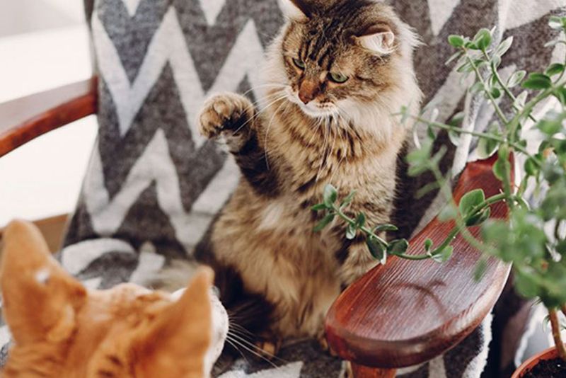 Disrupting Other Pets