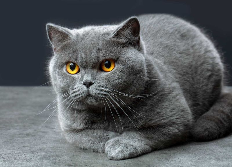 Distinctive Appearance