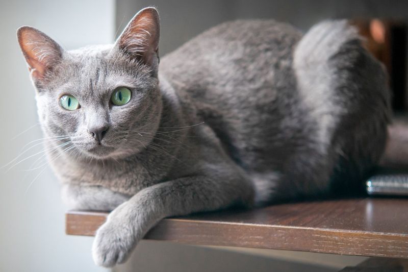 Distinctive Silver-Blue Coat