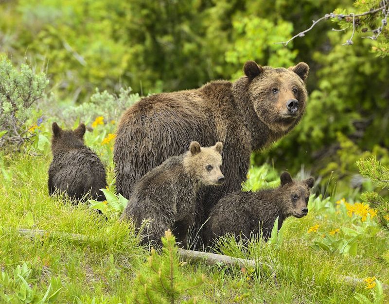 17 Fascinating Facts That Make The Grizzly Bear So Mighty Exploring 17 Fascinating Facts That Make The Grizzly Bear So Mighty Exploring
