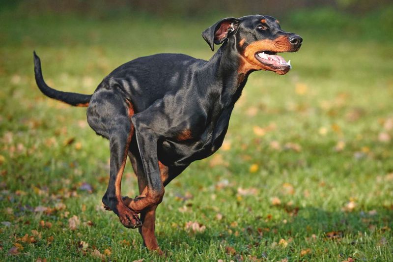 Doberman's Playful Side