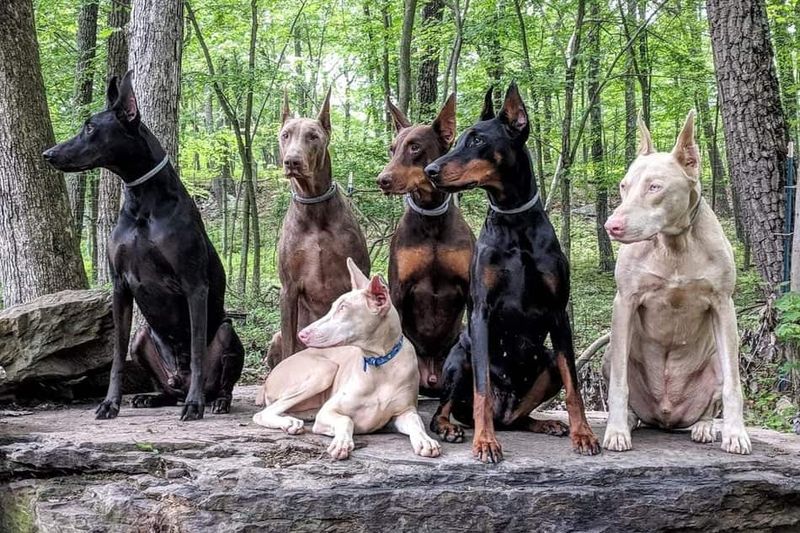 Doberman Colors and Varieties