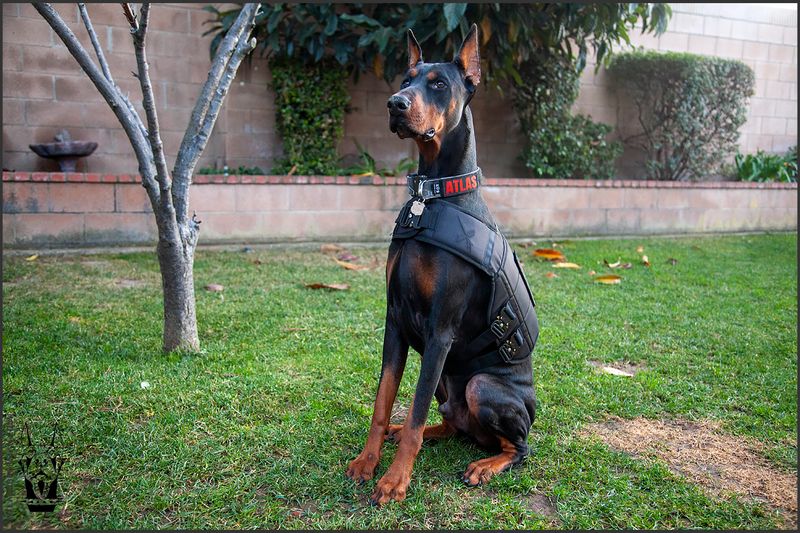 Doberman Pinscher
