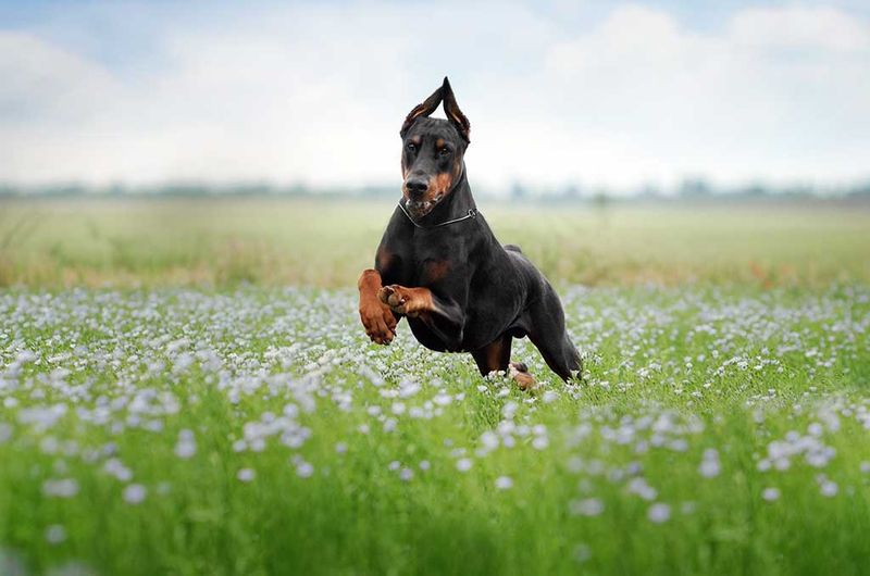 Doberman Pinscher