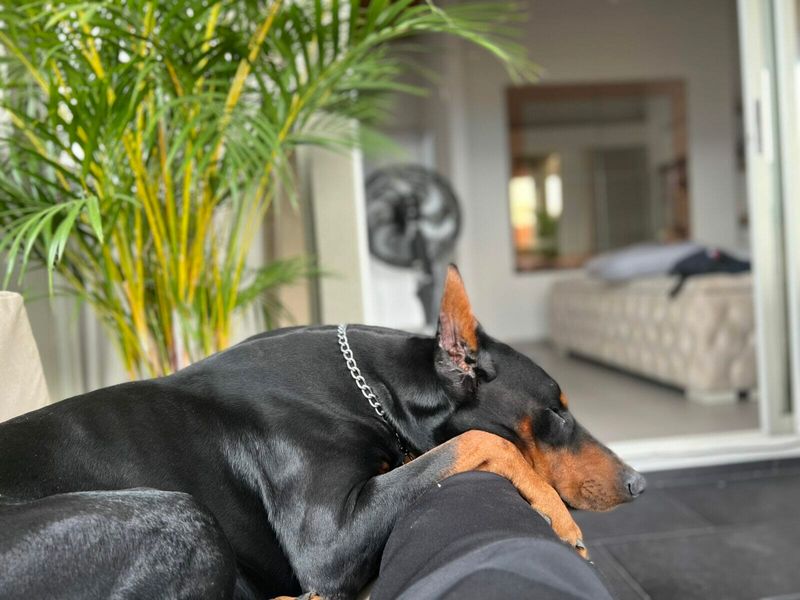 Doberman Pinscher