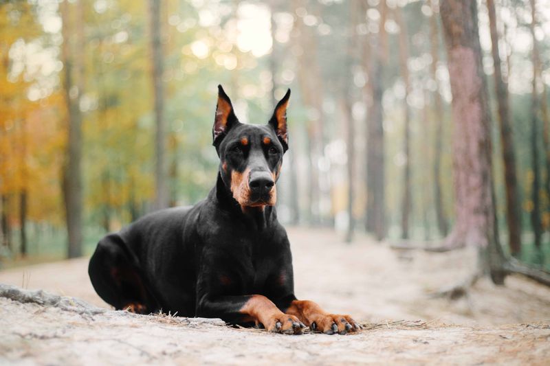 Doberman's Adaptability