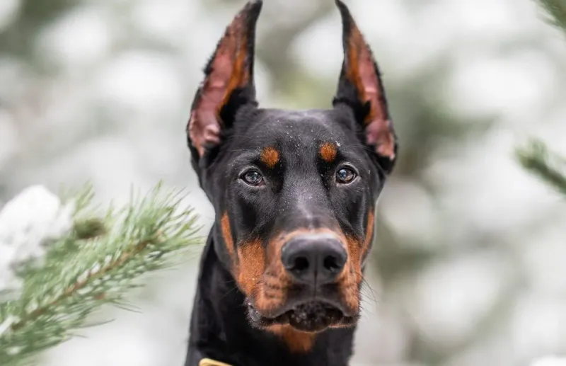 Doberman's Exceptional Smarts