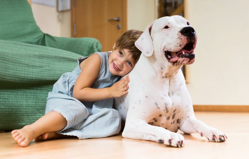 Dogo Argentino