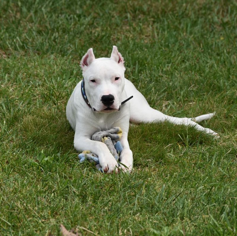 Dogo Argentino