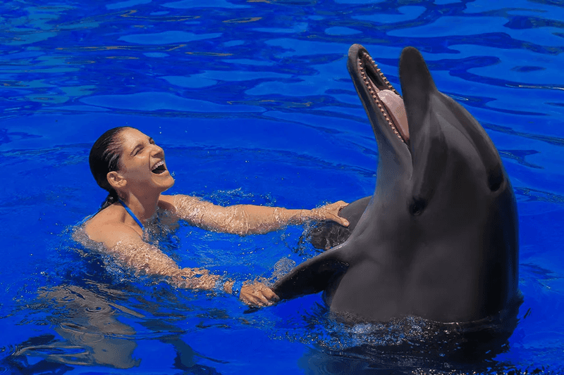 Dolphin (Bottlenose)