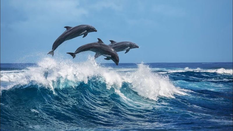 Dolphins: The Ocean's Acrobats