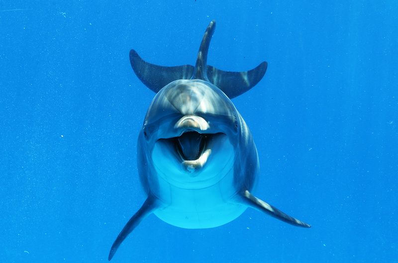 Dolphins