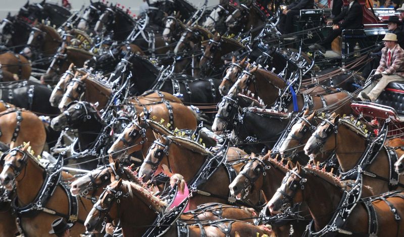 Draft Horse