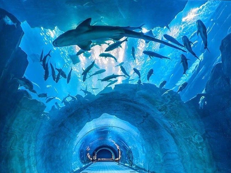 Dubai Aquarium & Underwater Zoo, UAE