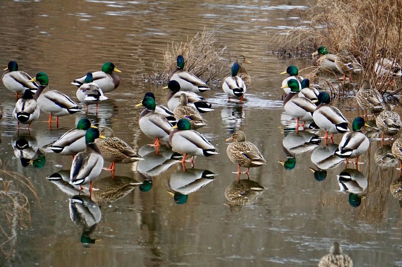 Ducks