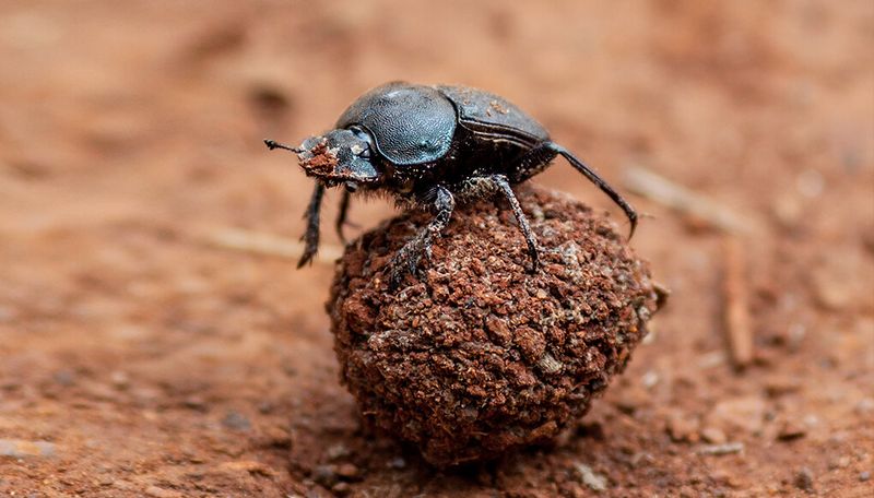 Dung Beetle