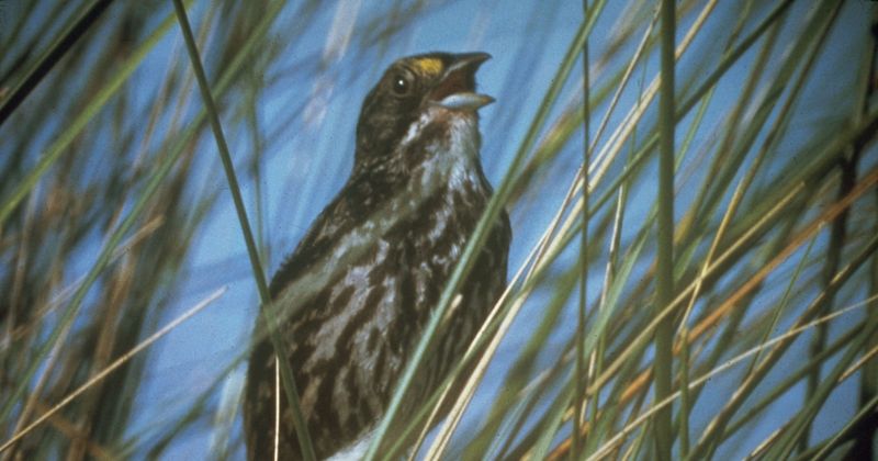 Dusky Seaside Sparrow