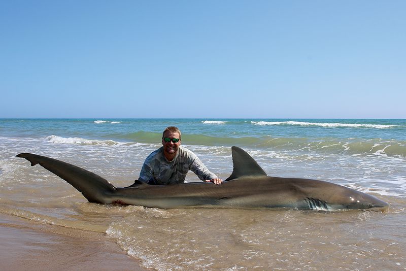 Dusky Shark