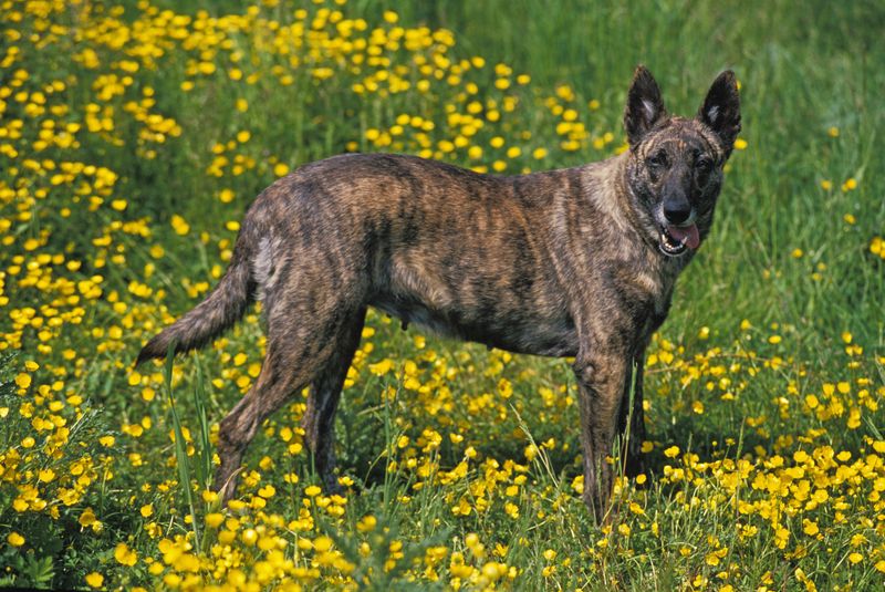 Dutch Shepherd