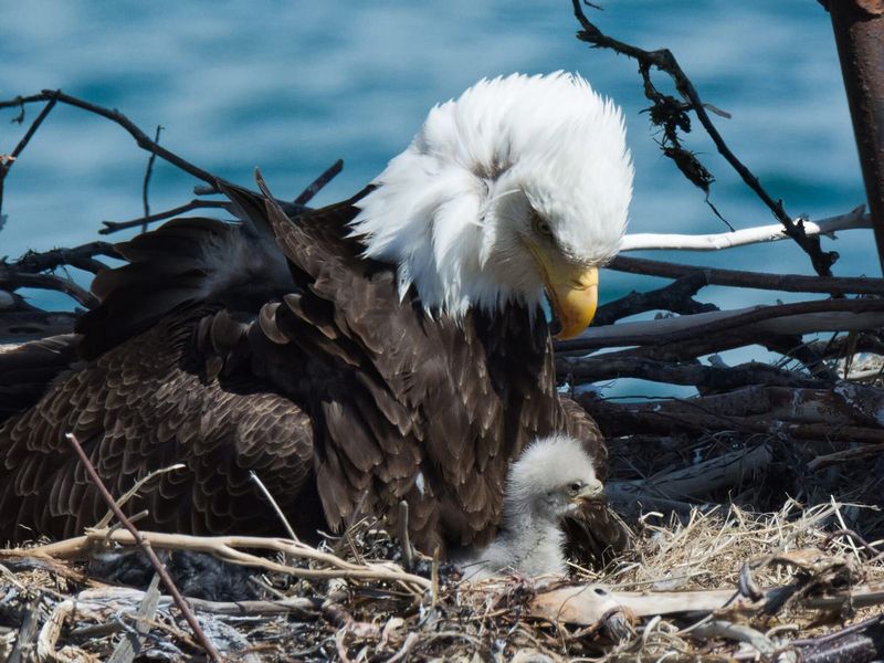 Eagle