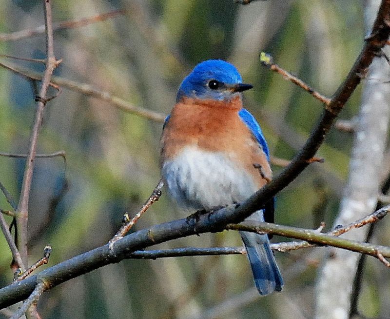 Eastern Bluebird